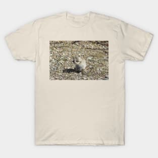 prairie dog, wildlife, animals, nature, gifts T-Shirt